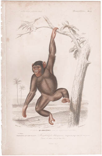 Chimpanzee